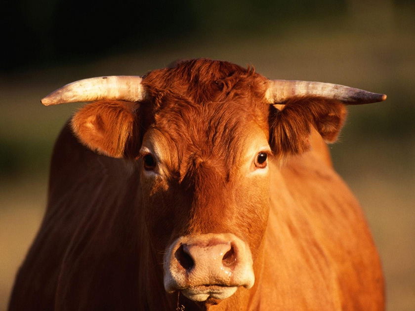 После нападения быка в Могилевском районе стажер пастуха оказался в реанимации
