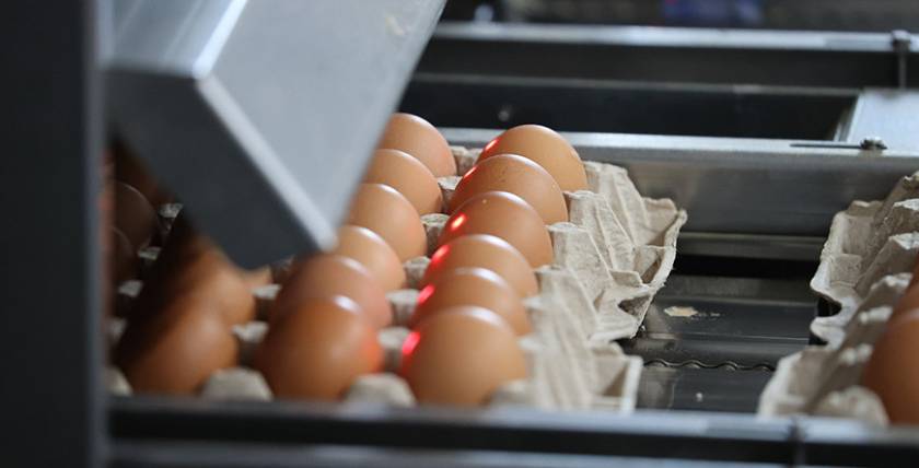 Производство сельхозпродукции в Беларуси в 2022 году выросло на 3,6%