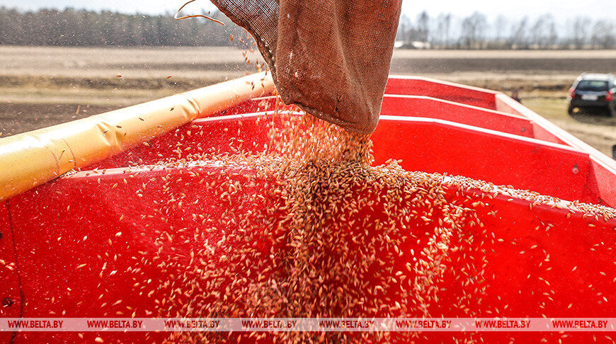 Белгидромет: сев ранних яровых зерновых культур продвигается хорошо