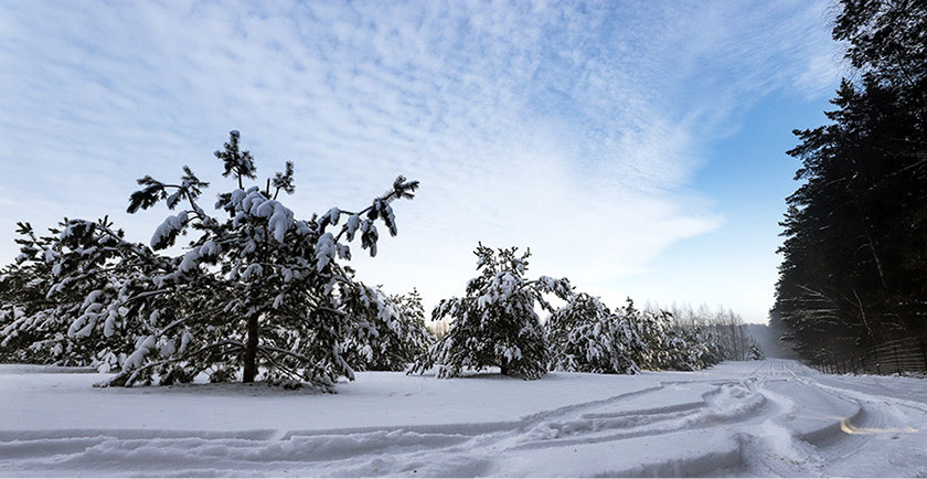 Туман и гололедица ожидаются в Беларуси 13 января