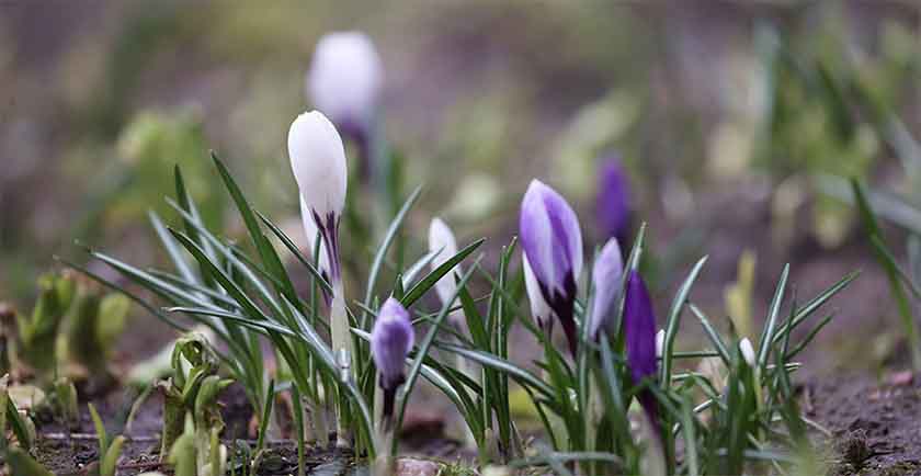 Порывистый ветер и кратковременные дожди ожидаются в Беларуси 19 апреля