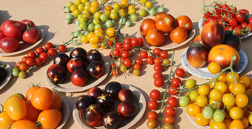 Новые гибриды томатов с накоплением антоцианов испытываются в БГСХА