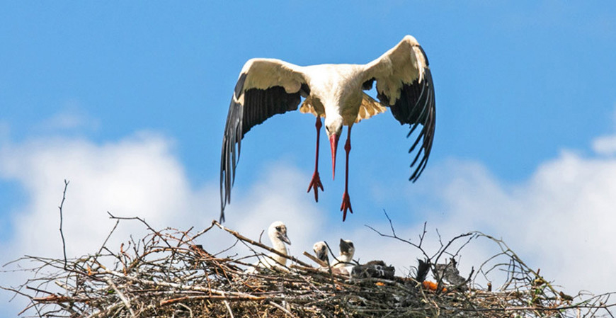 Более 200 платформ для гнездования аистов установят белорусские энергетики