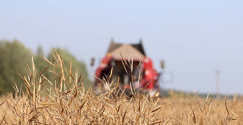 Массовая уборка озимого рапса в Беларуси завершена: собрано более миллиона тонн