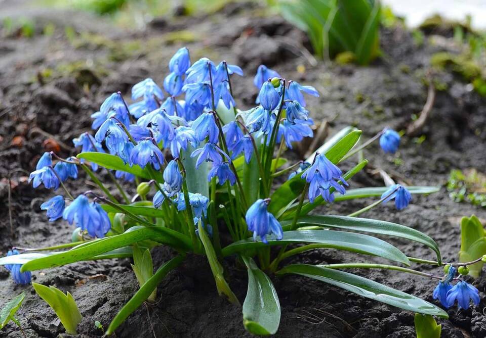 Горецкая районная инспекция природных ресурсов и охраны окружающей среды напоминает об ответственности за сбор первоцветов