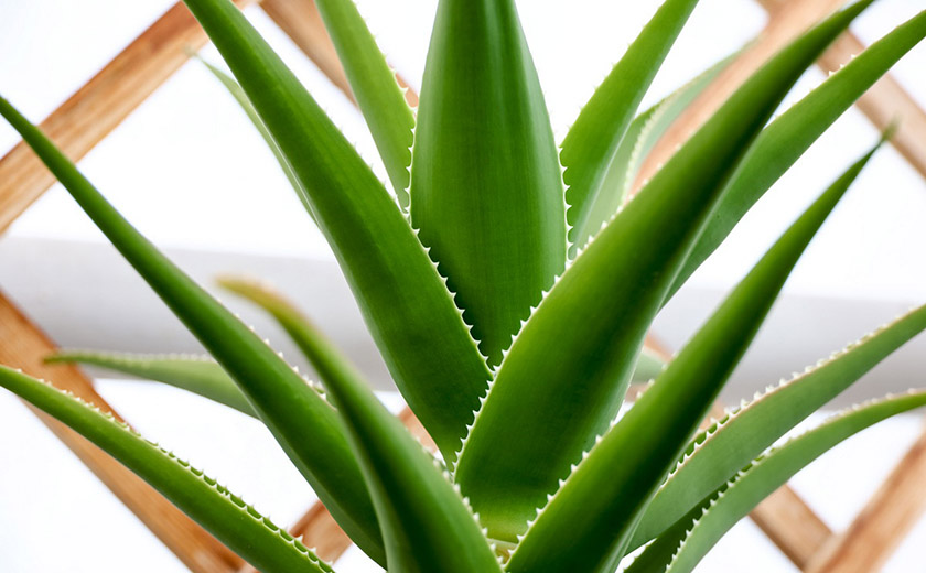 Эксперт назвала комнатные растения, которые требуют минимум ухода