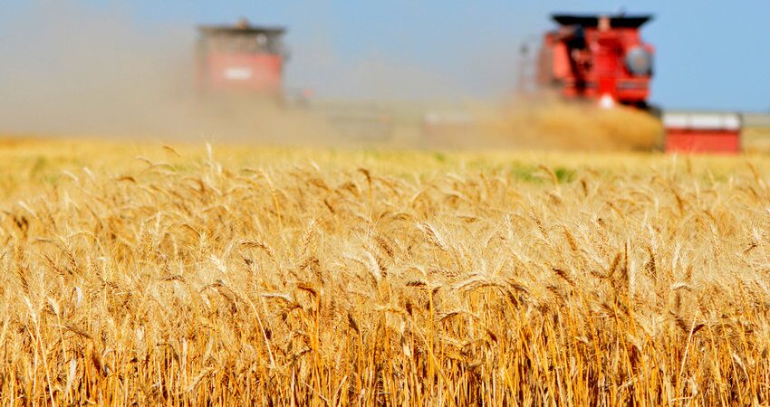 В Беларуси намолотили первый миллион тонн зерна