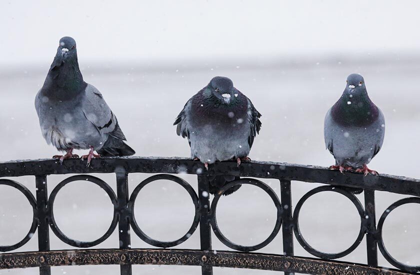 В Беларуси на 23 ноября объявлен оранжевый уровень опасности из-за сильного снега и метели