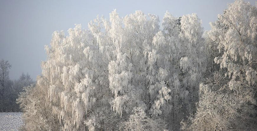 Оранжевый уровень опасности из-за гололедицы объявлен в Могилевской области на 21 декабря