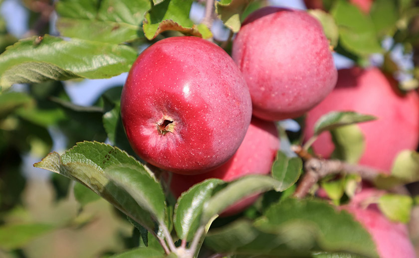 Белорусские селекционеры вывели новые сорта яблок для производства соков