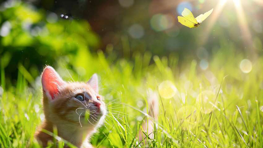 Погода на выходные: местами дожди и не выше +25°С