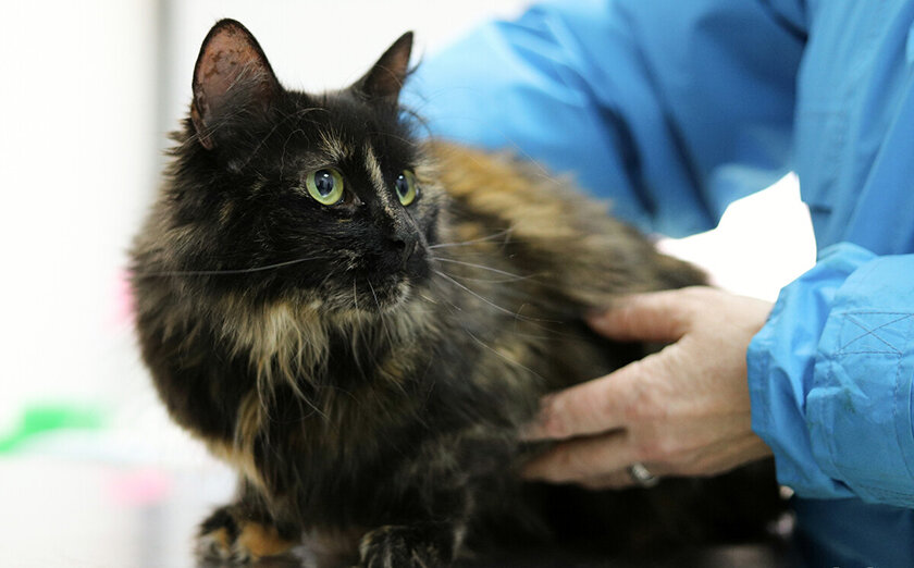 В Минсельхозпроде рассказали, для чего нужно чипирование собак и кошек и будет ли введена такая обязанность