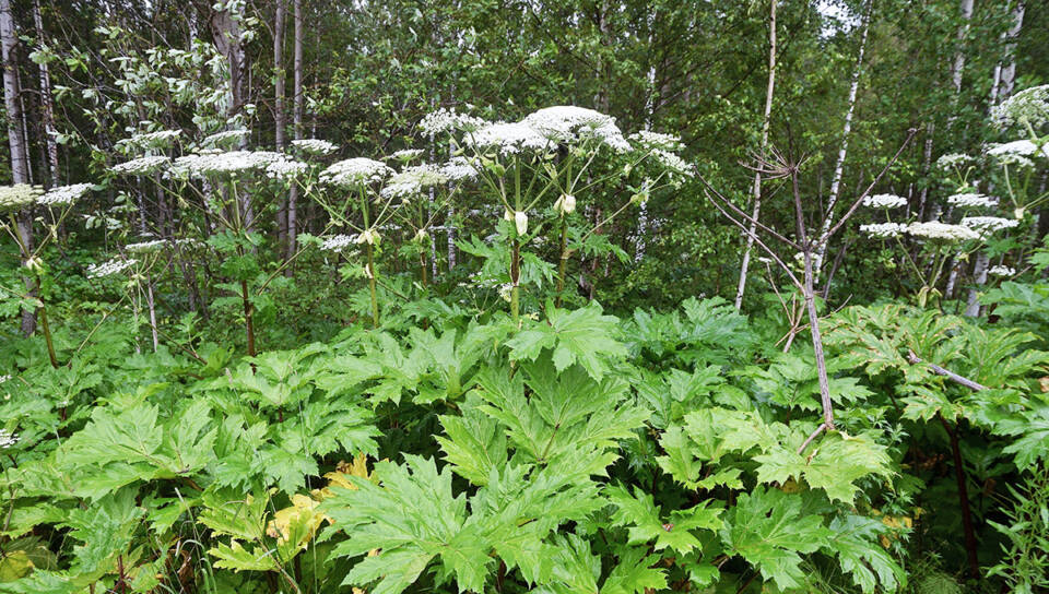 Коварный борщевик