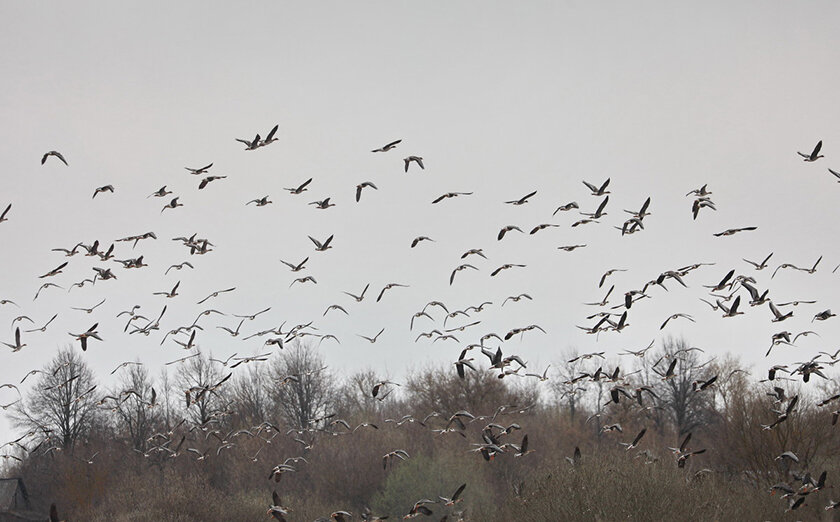 Весенний сезон охоты на пернатую дичь начнется в Беларуси 9 марта