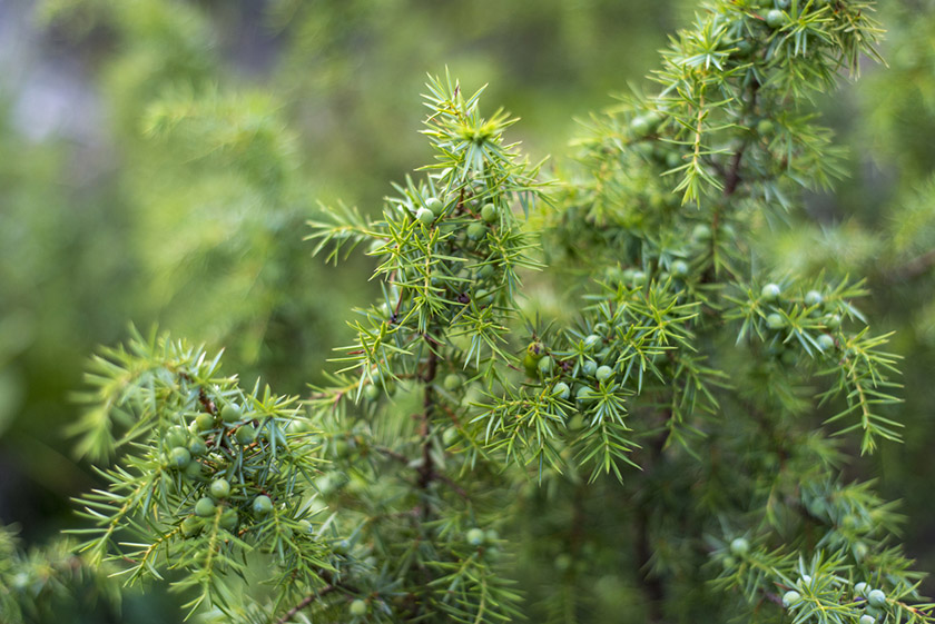 Райисполком приглашает обсудить вопрос планируемого удаления объектов растительного мира