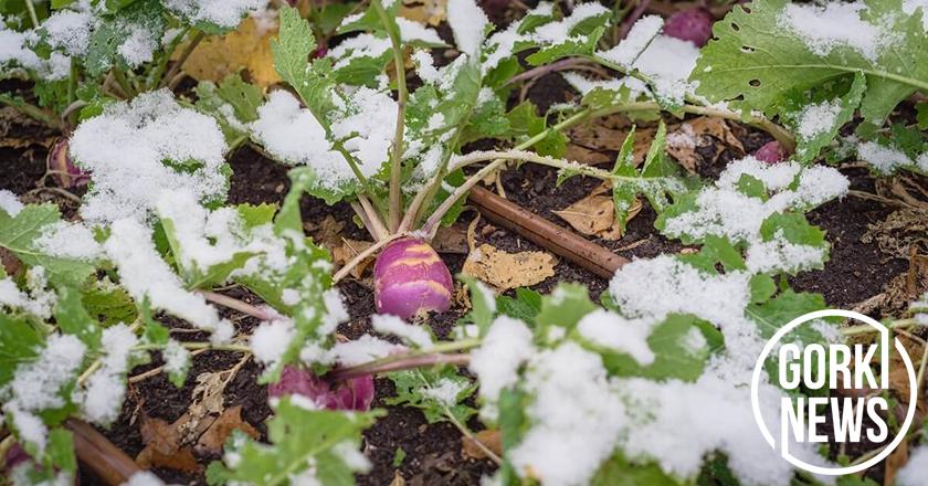 Какие многолетние овощи могут зимовать на грядке: они отлично переносят заморозки