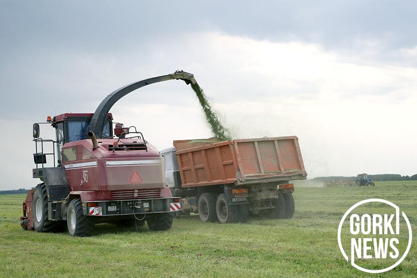 Как в Овсянке мотивируют закладку сенажной траншеи за три дня