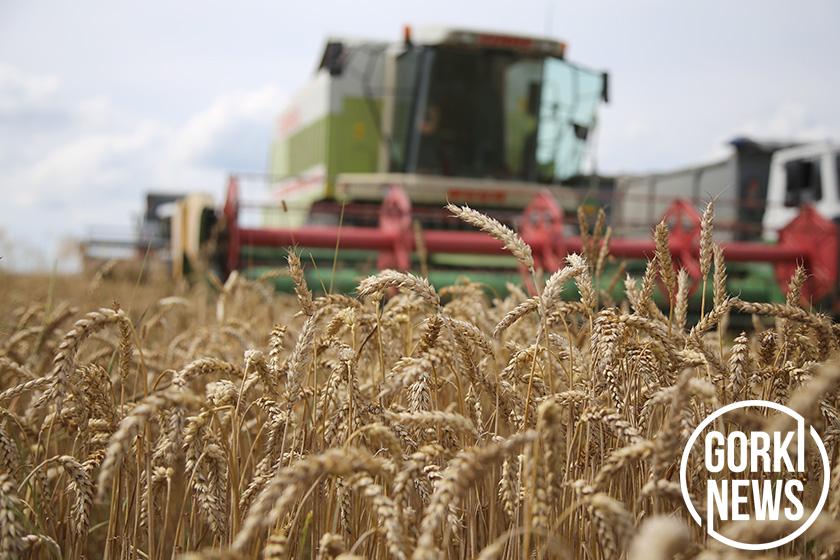 Качество жатвы отличное: посмотрели, как убирают зерновые в РАПТ