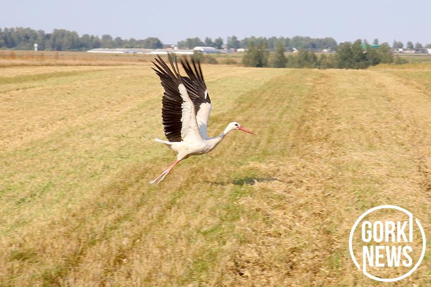 Сегодня впереди (по данным РК профсоюза работников АПК на 28 августа)