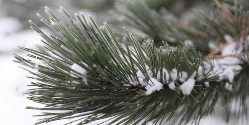 До -25°С ожидается в Беларуси 8 января