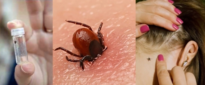 Собираетесь в лес? Читайте, как уберечься от клещей