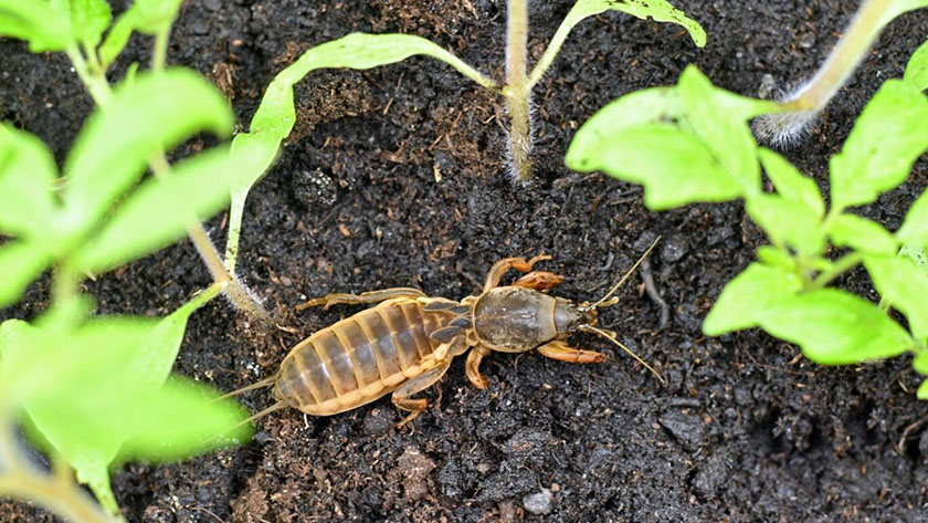 Секретный способ борьбы с медведкой на огороде: проверенный метод