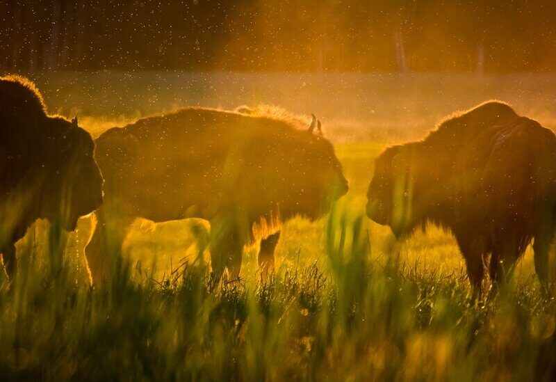 Какие животные Беловежской пущи пострадают больше всего из-за забора на границе