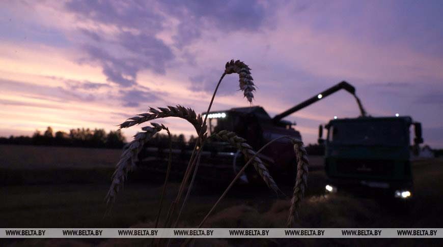 РЕПОРТАЖ: От зари и до первой вечерней росы трудятся аграрии на жатве в Могилевском районе