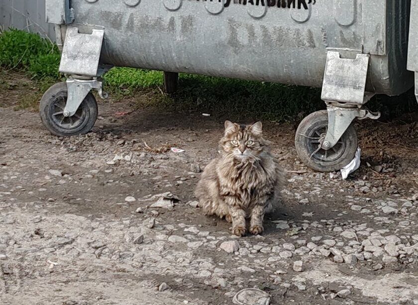 Выбросить питомца на улицу? Недопустимо!