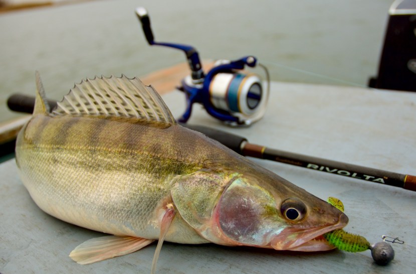 В Беларуси введен запрет на лов судака