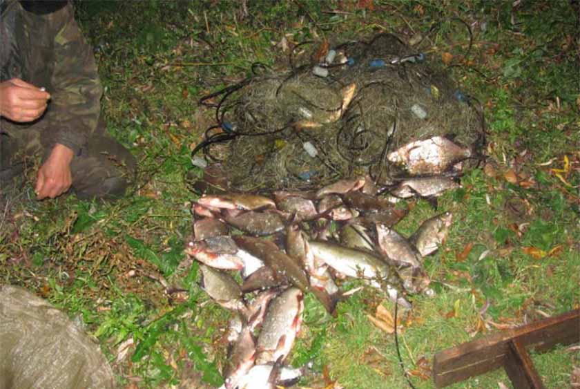 46 км сетей  и 738,6 кг незаконно добытой рыбы изъято в Могилевской области за 2022 год