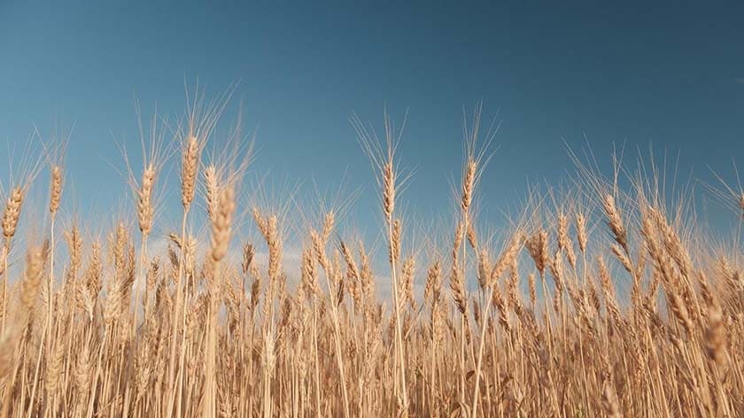 Сколько посевов в Беларуси погубил ураган – оценили в Минсельхозпроде