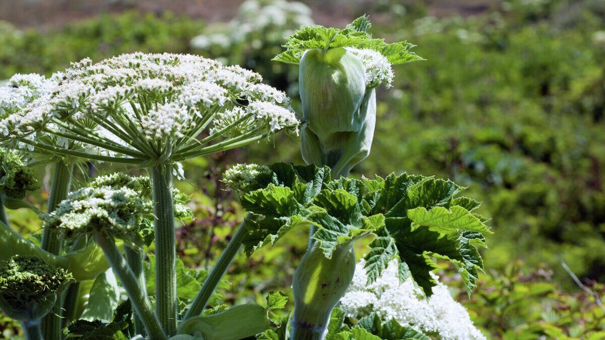 О том, как бороться с борщевиком Сосновского, рассказали в Горецкой экологической инспекции