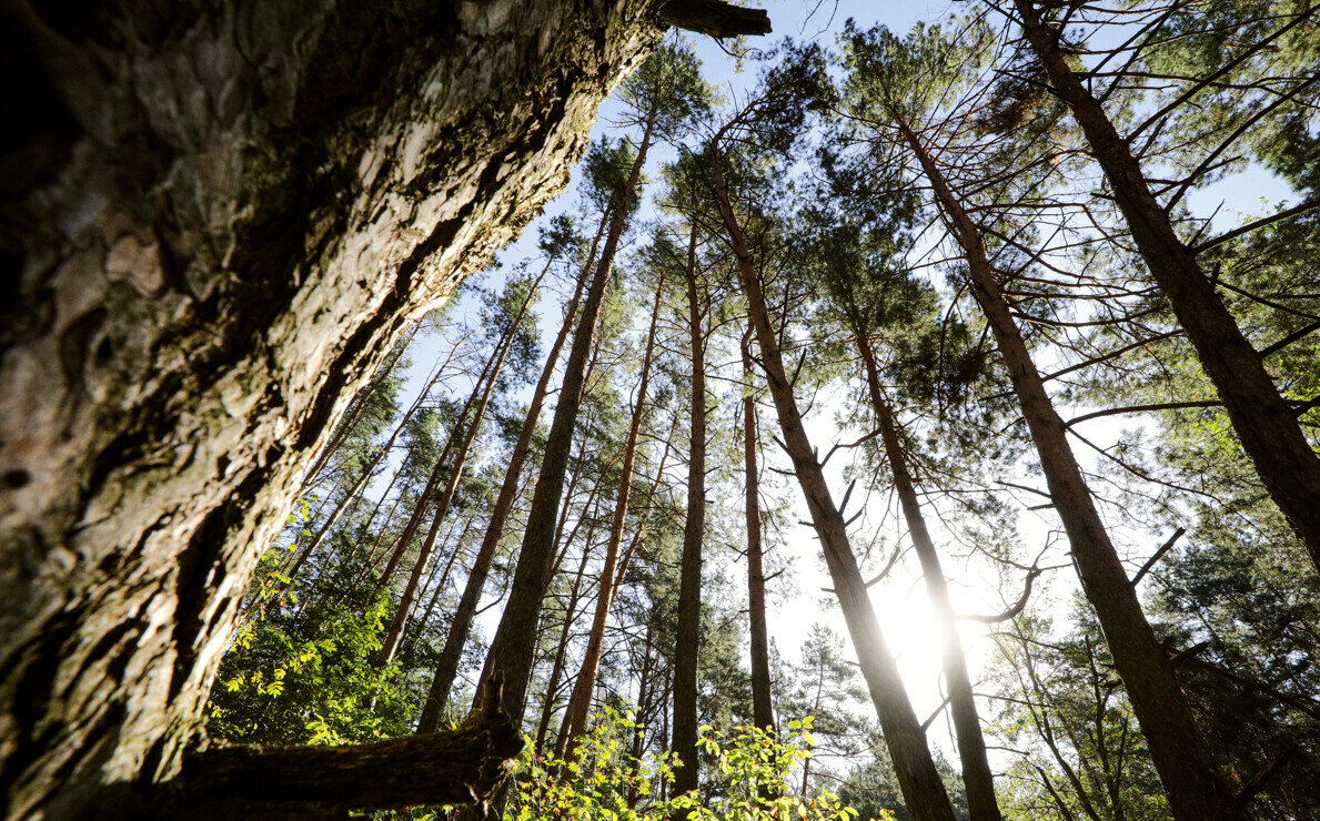 Лукашенко отметил высокое профессиональное мастерство работников лесного хозяйства и деревообработки