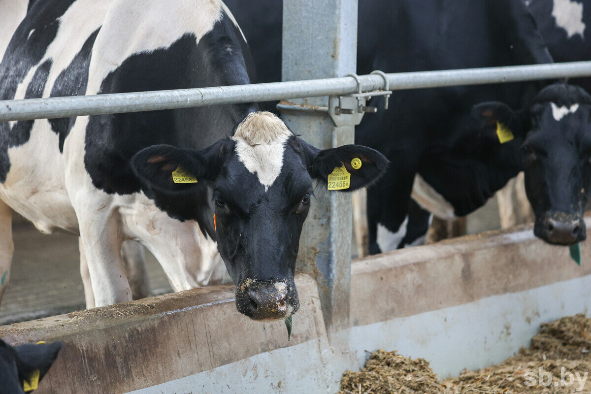 В КГК рассказали, какие нарушения удается выявить с помощью видеоконтроля на молочно-товарных объектах