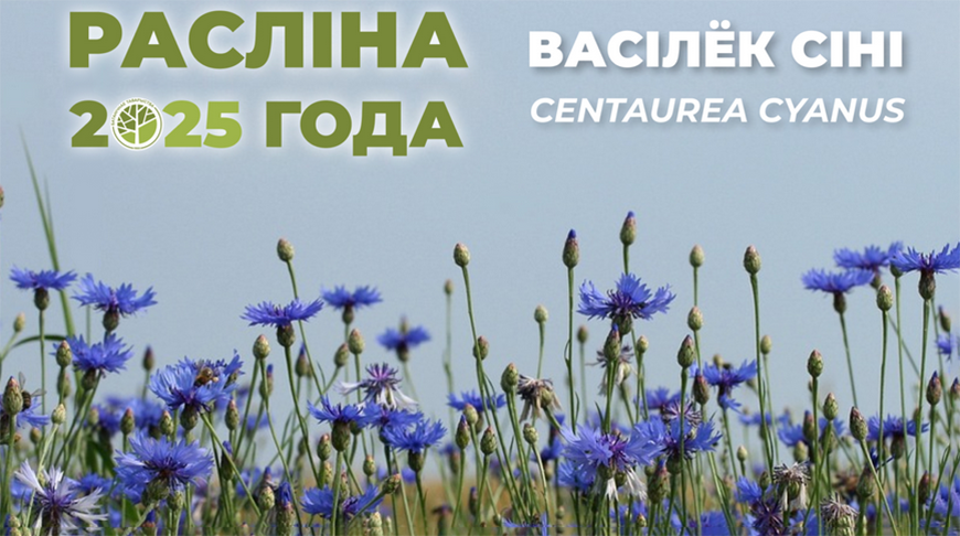 Символ земли белорусской: в Беларуси выбрали растение 2025 года