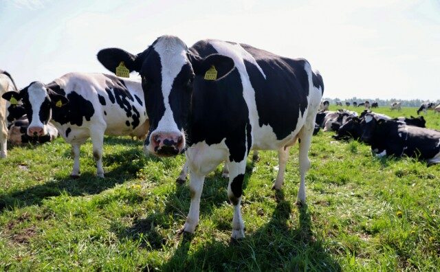 КГК Могилевской области провел мониторинг принимаемых мер по перезалужению лугопастбищных угодий в сельхозорганизациях региона