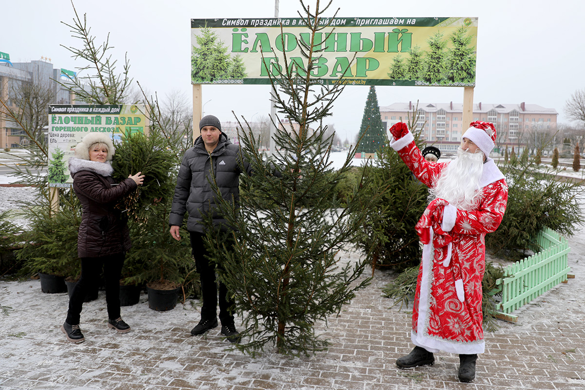 В Горках продолжают работать елочные базары. Сегодня покупателям елочку помогал выбирать сам Дедушка Мороз