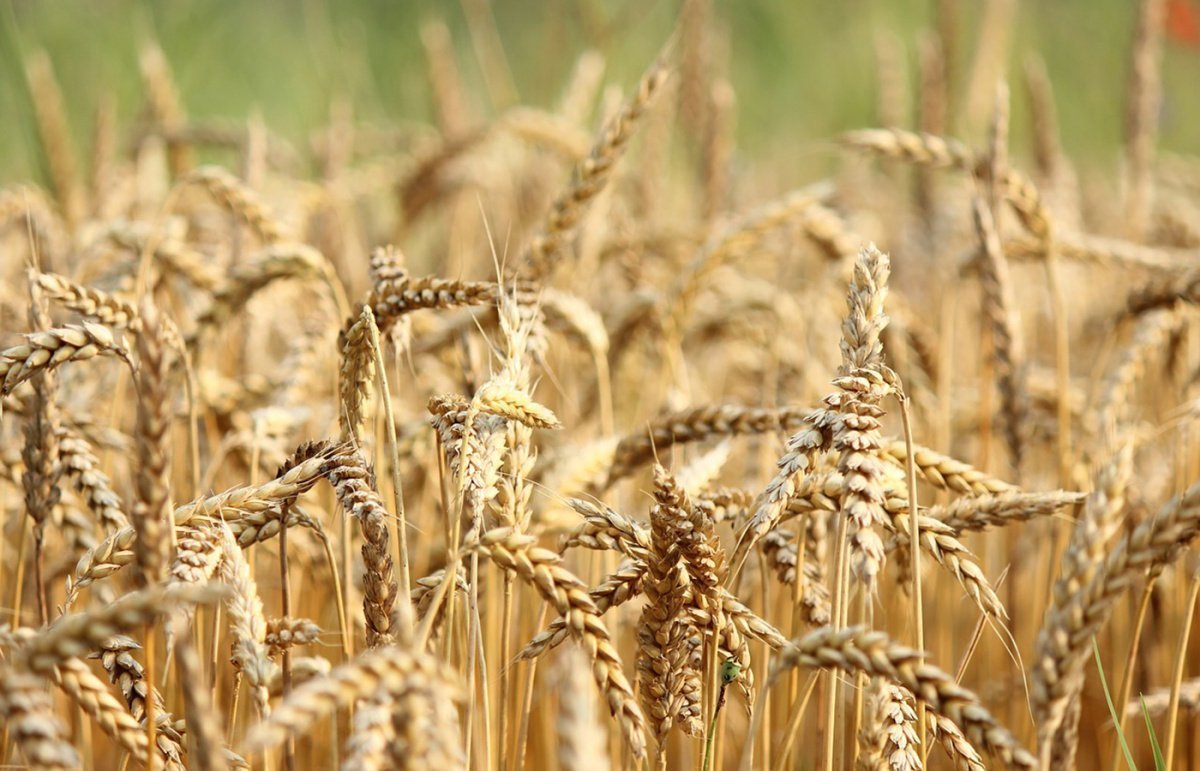 Развитие профильных классов аграрной направленности в Могилевской области  