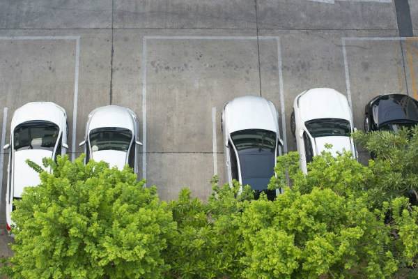 Почему не стоит парковаться под деревьями в жару: причина не в птицах