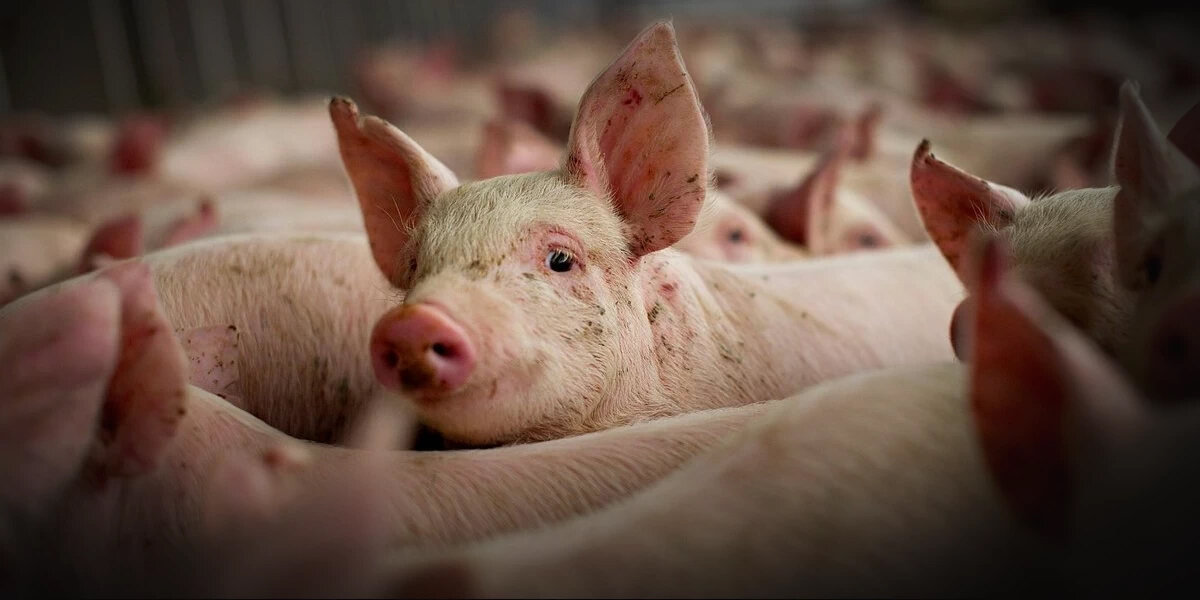 Горецкий РОВД напоминает о важности профилактики африканской чумы свиней (АЧС)