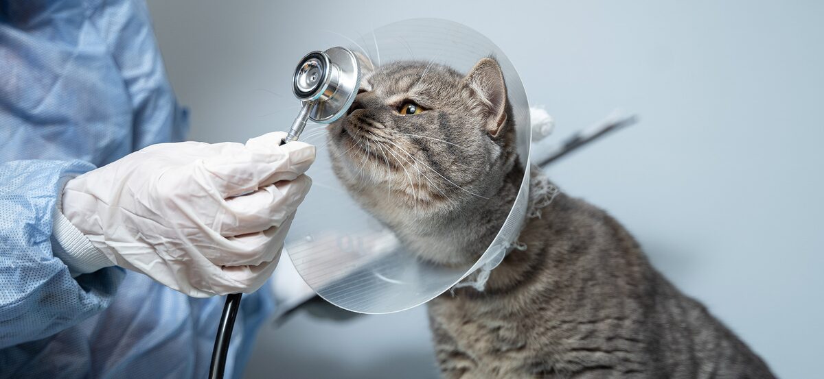 Почему услуги ветеринара так дорого стоят? Объясняем, из чего складывается цена