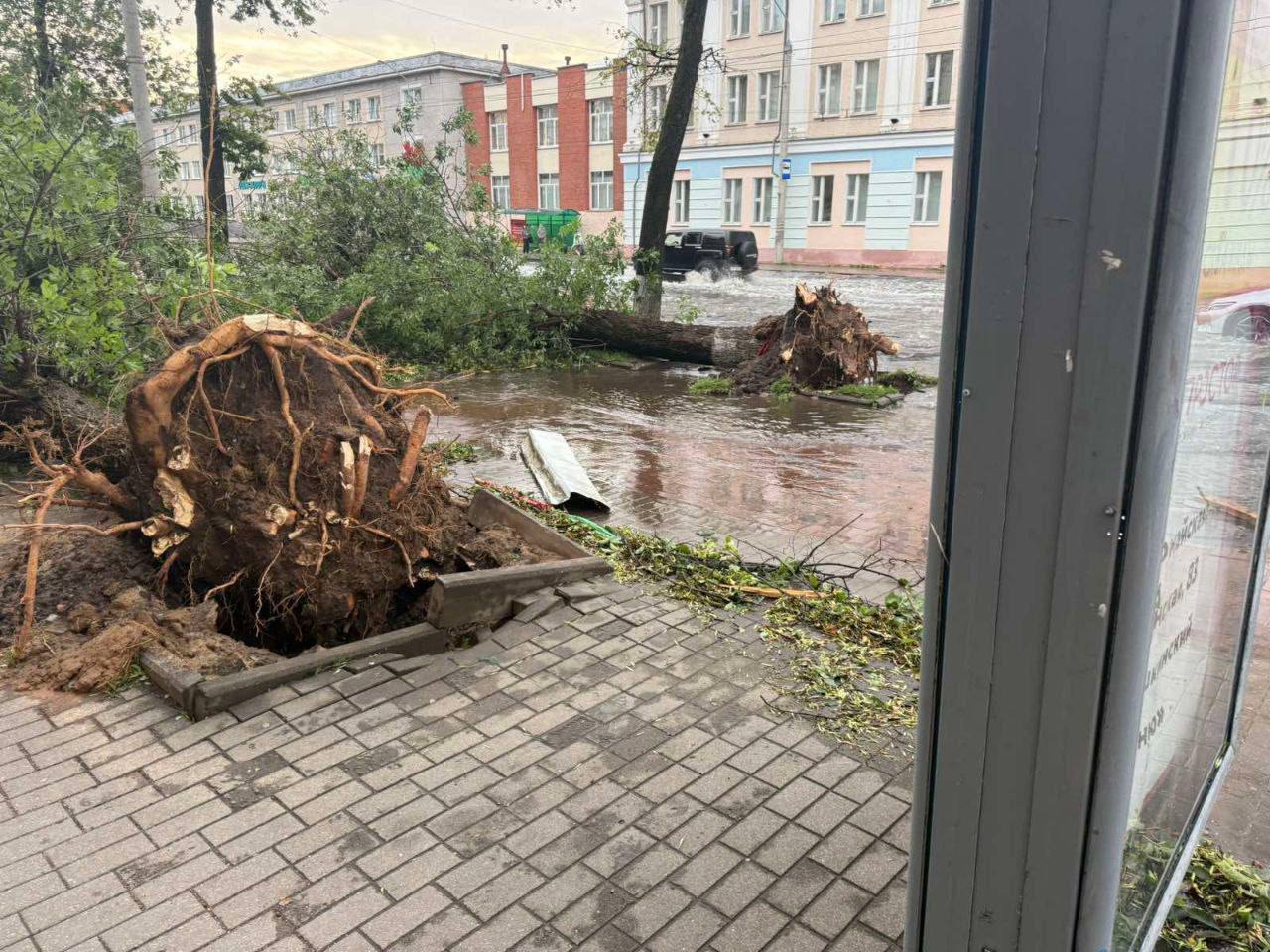 Женщину убило поваленным деревом в Могилеве во время урагана