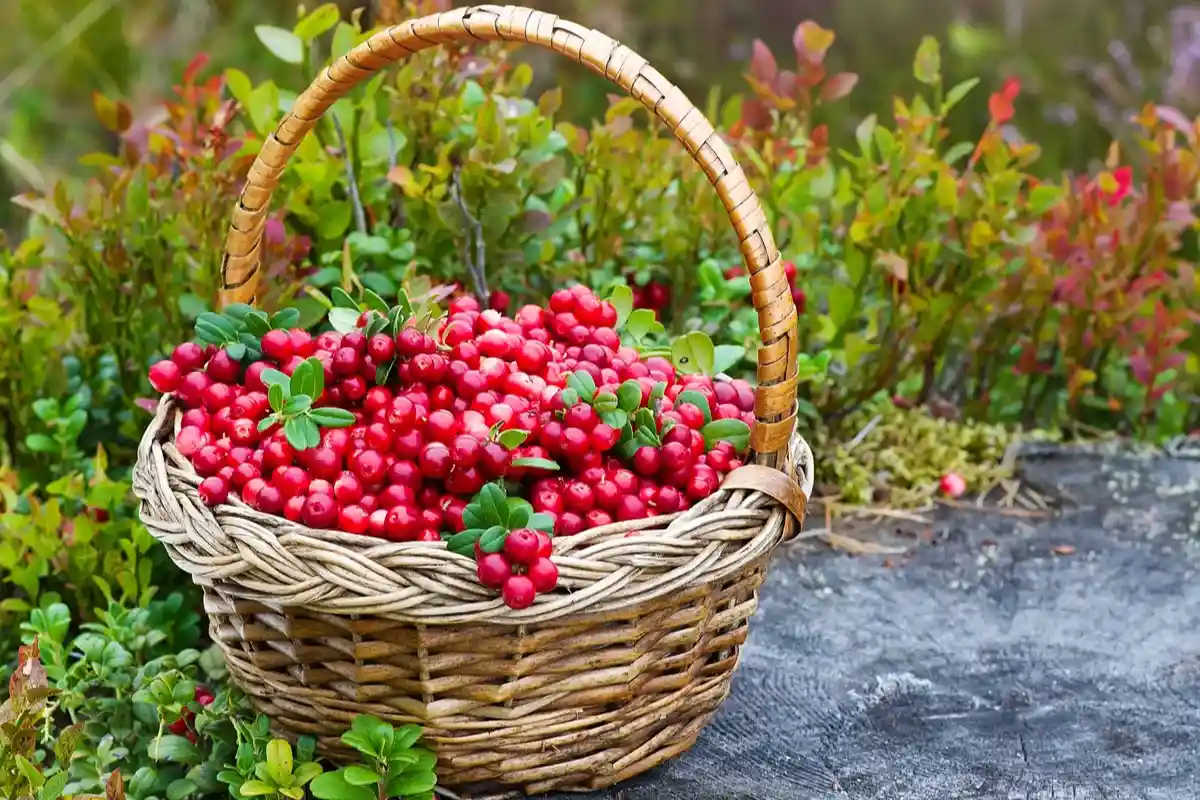 В Могилевской области определили сроки заготовки брусники и клюквы