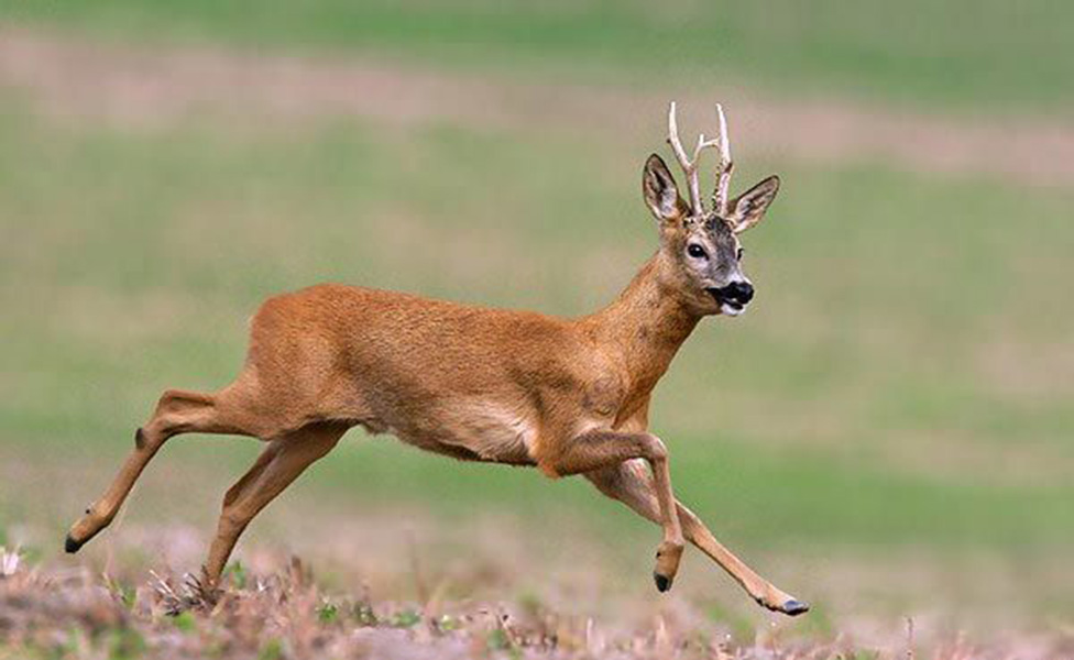 В Беларуси с 1 октября откроется сезон загонной охоты на копытных