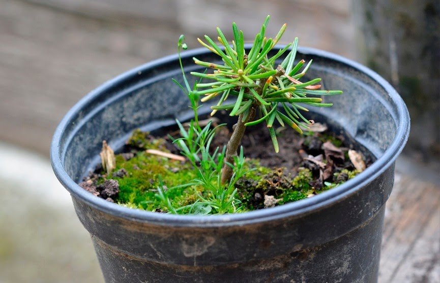 Единый день озеленения пройдет в Беларуси 11 октября