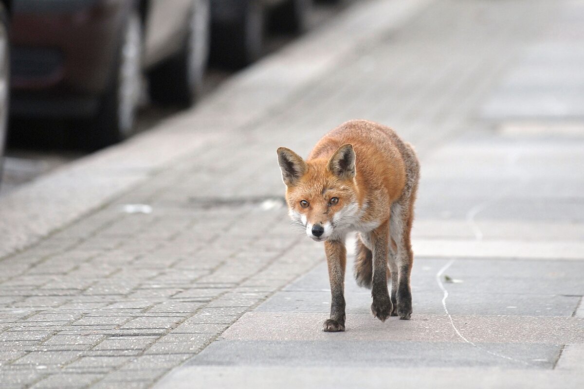 В Беларуси участились случаи появления лис в городах – что делать в таком случае