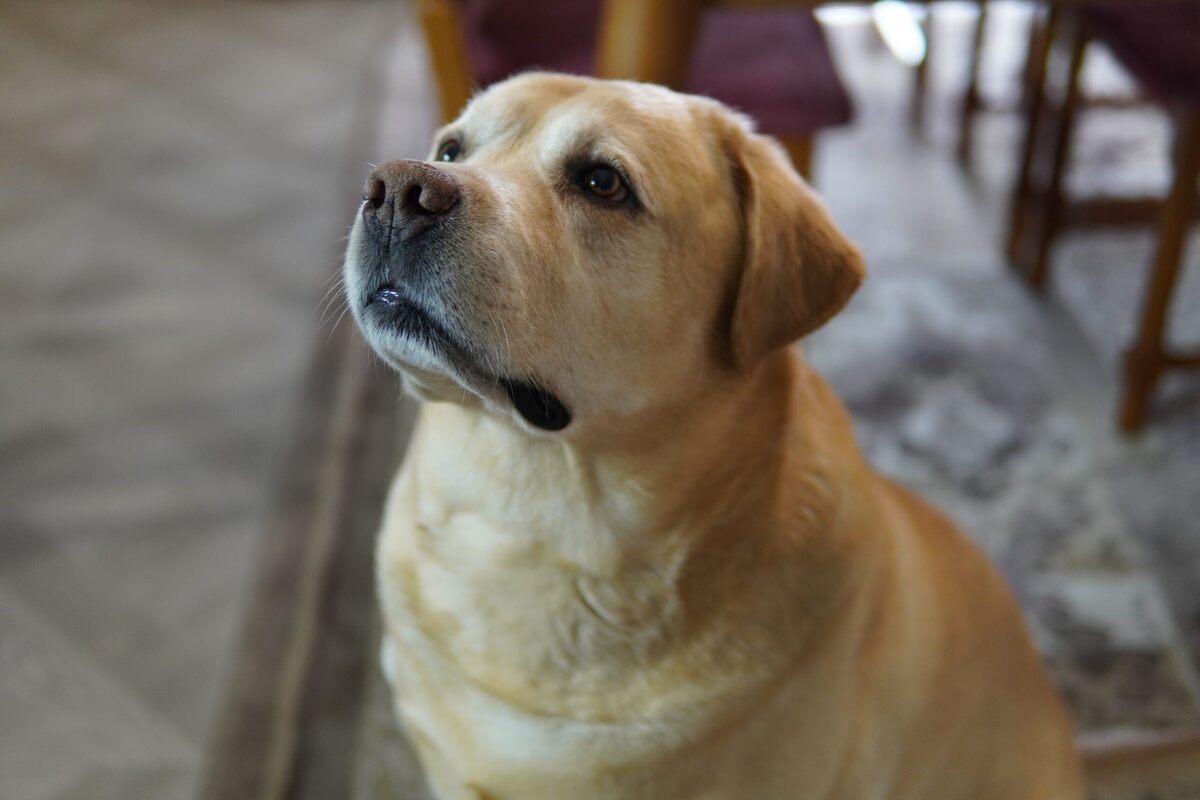 Что нужно знать о новых правилах содержания домашних животных, рассказал начальник участка жилищного фонда УКПП «Коммунальник»