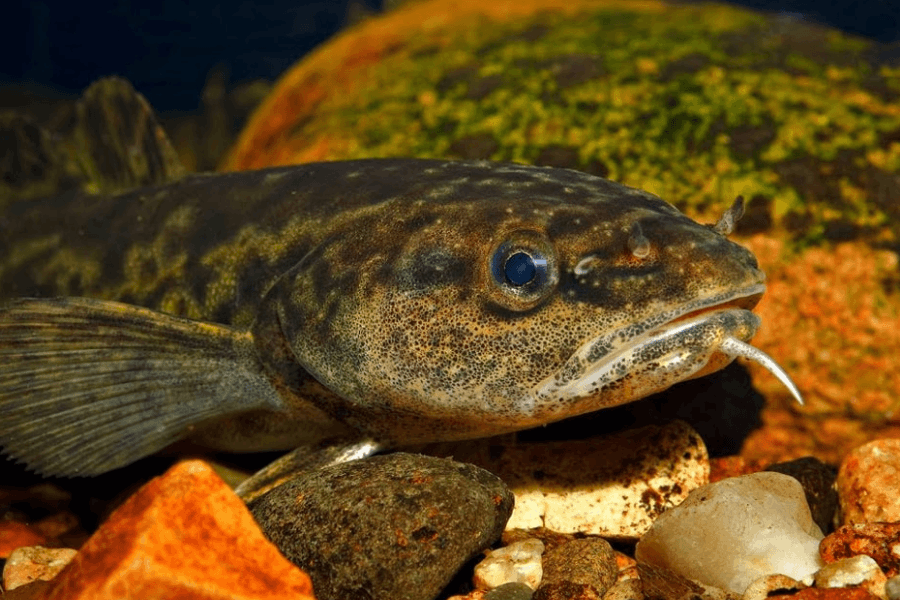 До 28 февраля установлен запрет на лов налима