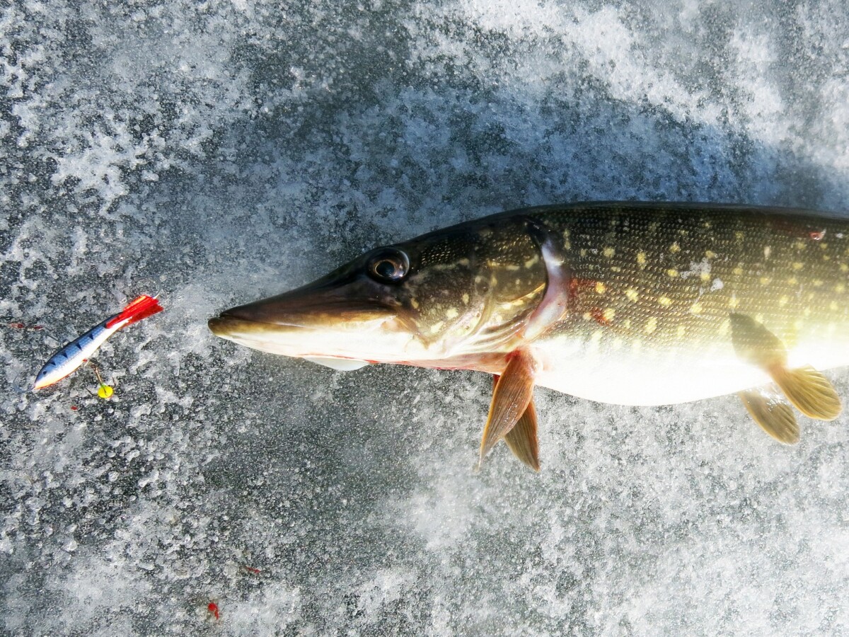 С 1 марта вступает в силу запрет на ловлю щуки